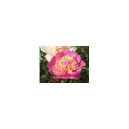 Paeonia « Mr GF Hemerik »