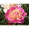 Paeonia « Mr GF Hemerik »