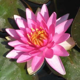 Nymphaea Charles de Meurvilles