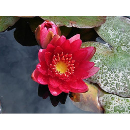 Nymphaea pygmaea Rubra