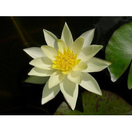 Nymphaea pygmea Helvola