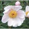 Paeonia « Nymphe »