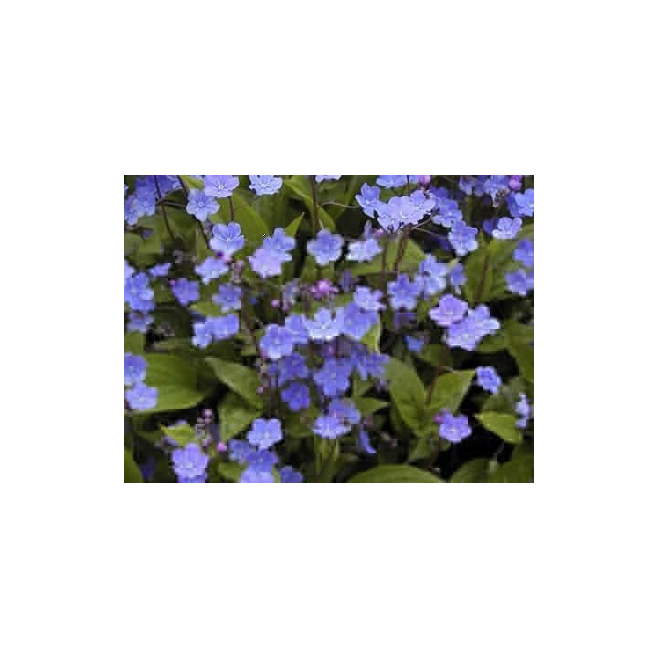 Omphalodes cappadocica Cherry Ingram en fleurs