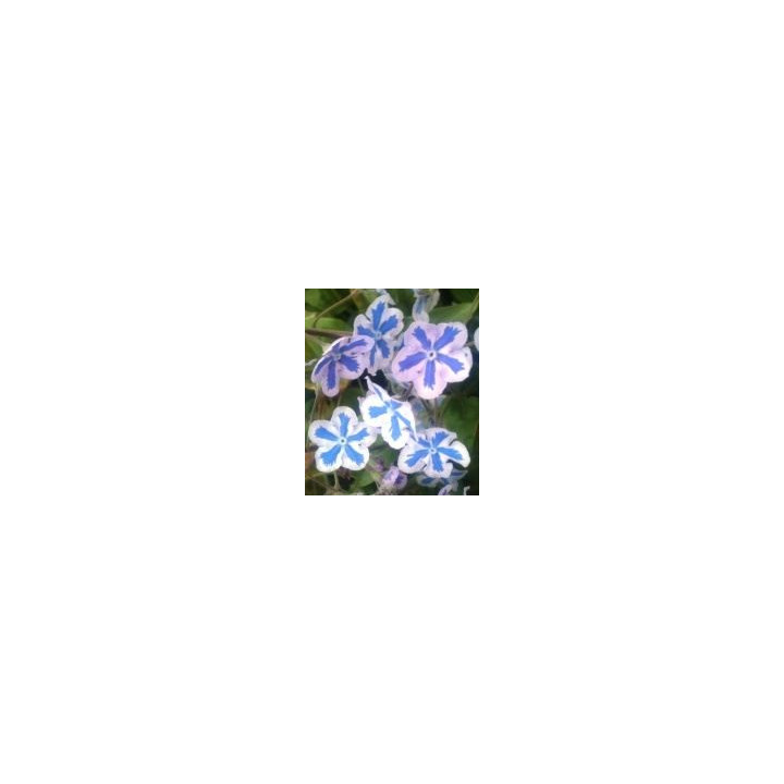 Omphalodes cappadocica Starry Eyes