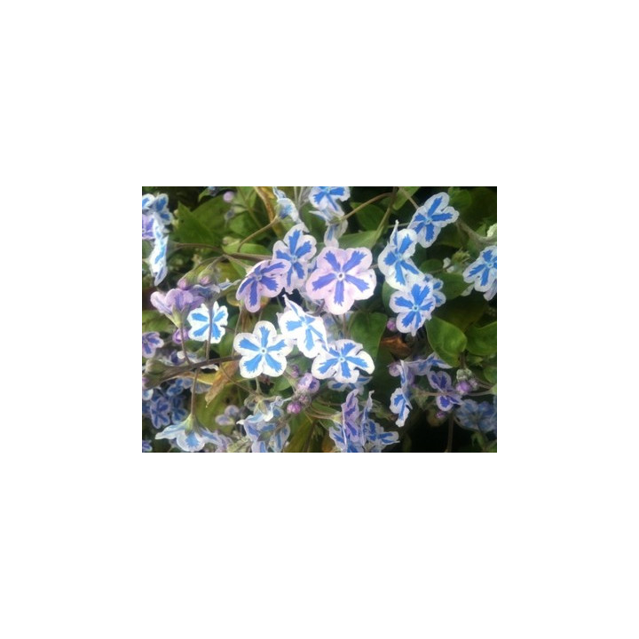 Omphalodes cappadocica Starry Eyes