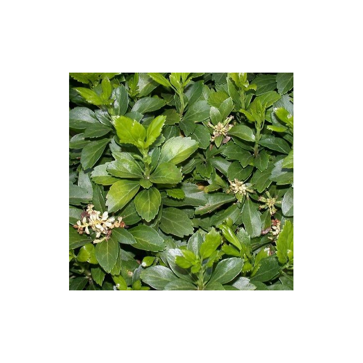 Feuillage du Pachysandra terminalis