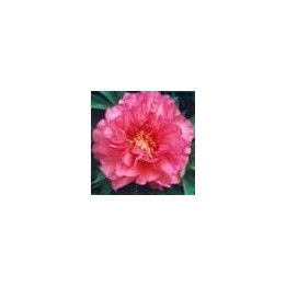 Paeonia « Hillary »
