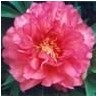 Paeonia « Hillary »