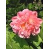 Paeonia « Pink Hawaïan coral »