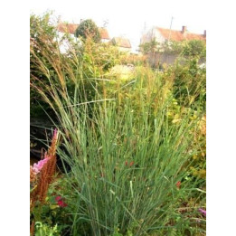 Panicum virgatum Blue Tower