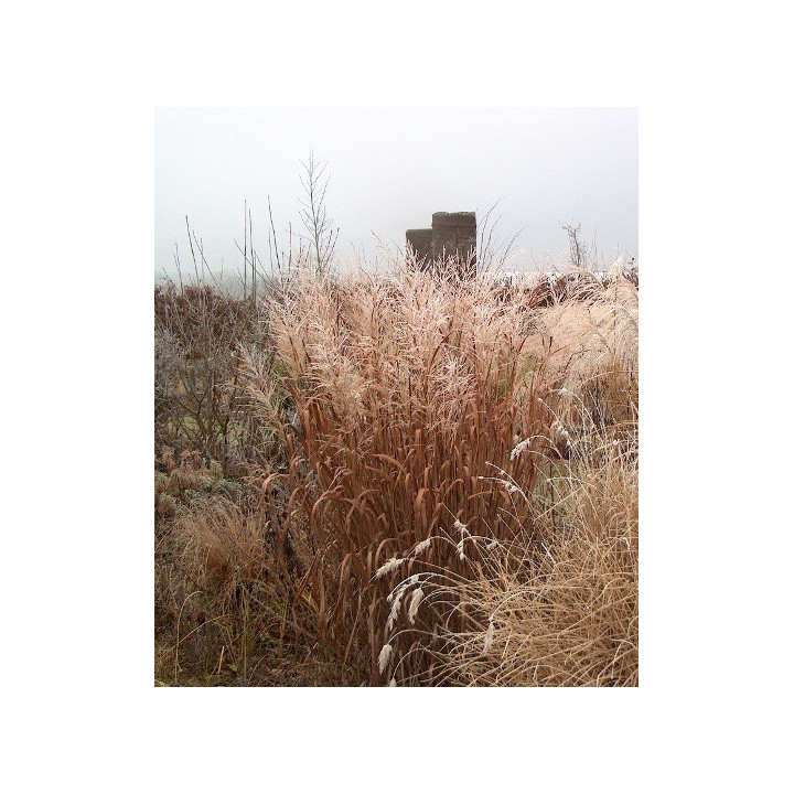 Panicum virgatum Dallas blue