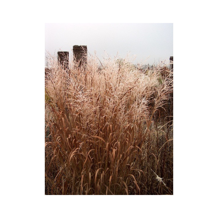 Panicum virgatum Dallas blue