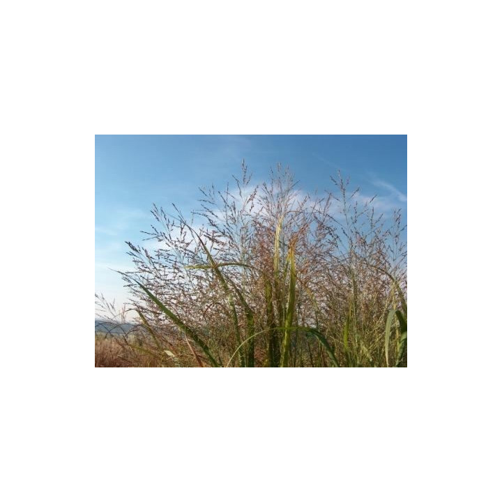 Panicum virgatum Dallas blue