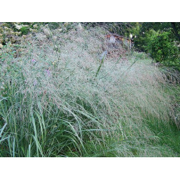 Panicum virgatum Prairie Sky