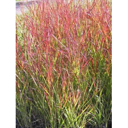 Panicum virgatum Rehbraun
