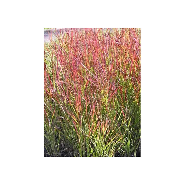 Panicum virgatum Rehbraun