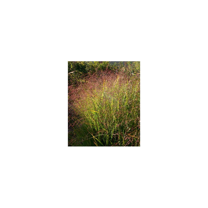 Panicum virgatum Squaw