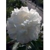 Paeonia « Pêcher »