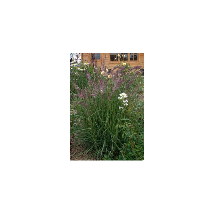 Pennisetum orientale Karley rose