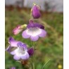 Penstemon hybride Alice Hindley