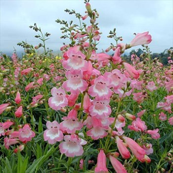 Penstemon Apple Blossom Penstemon Apple Blossom