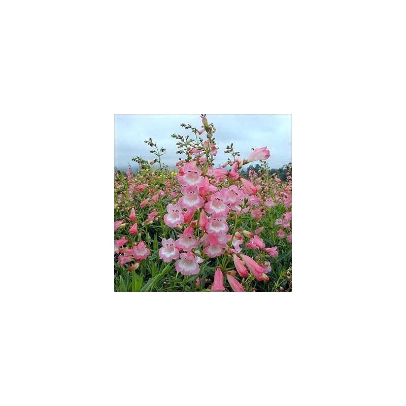Penstemon Apple Blossom Penstemon Apple Blossom
