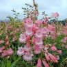 Penstemon Apple Blossom