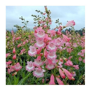 Penstemon Apple Blossom Penstemon Apple Blossom