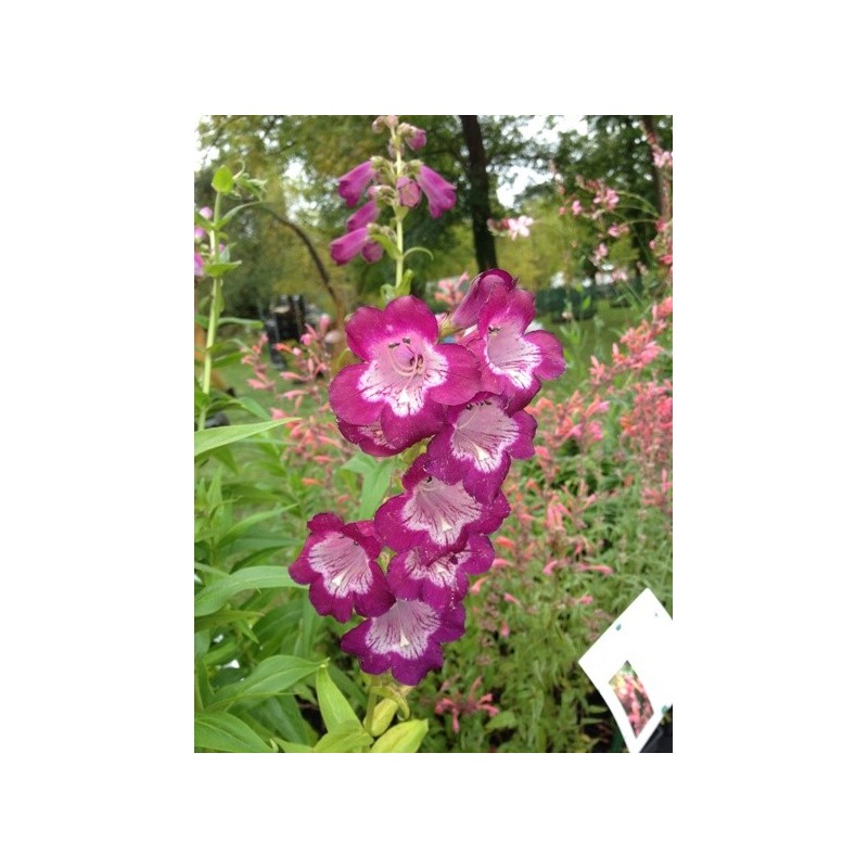 Penstemon Blueberry Taffy Penstemon Blueberry Taffy