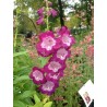 Penstemon Blueberry Taffy