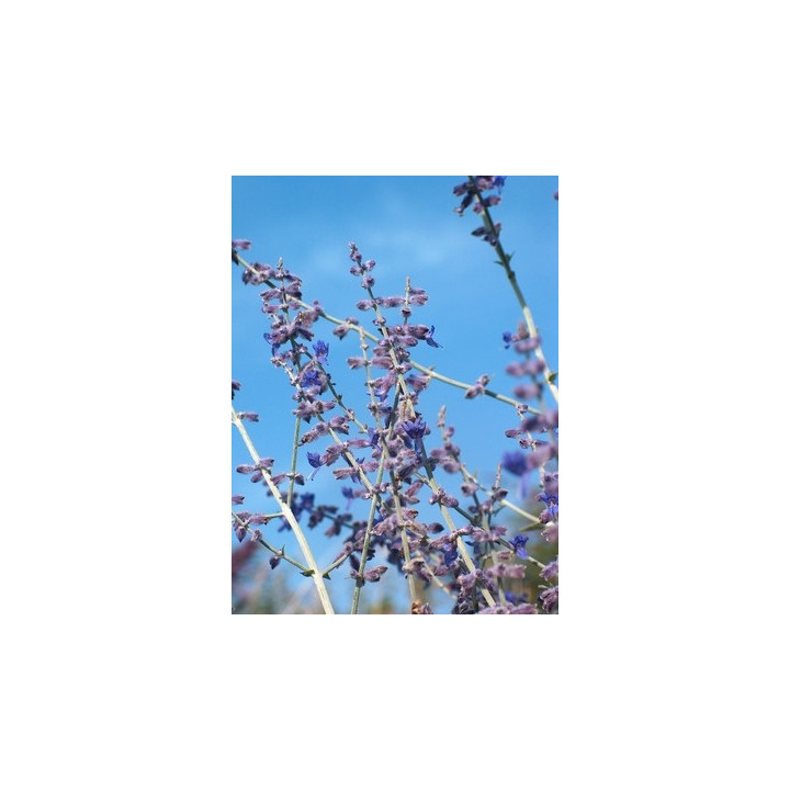 Perovskia atriplicifolia Blue Spire