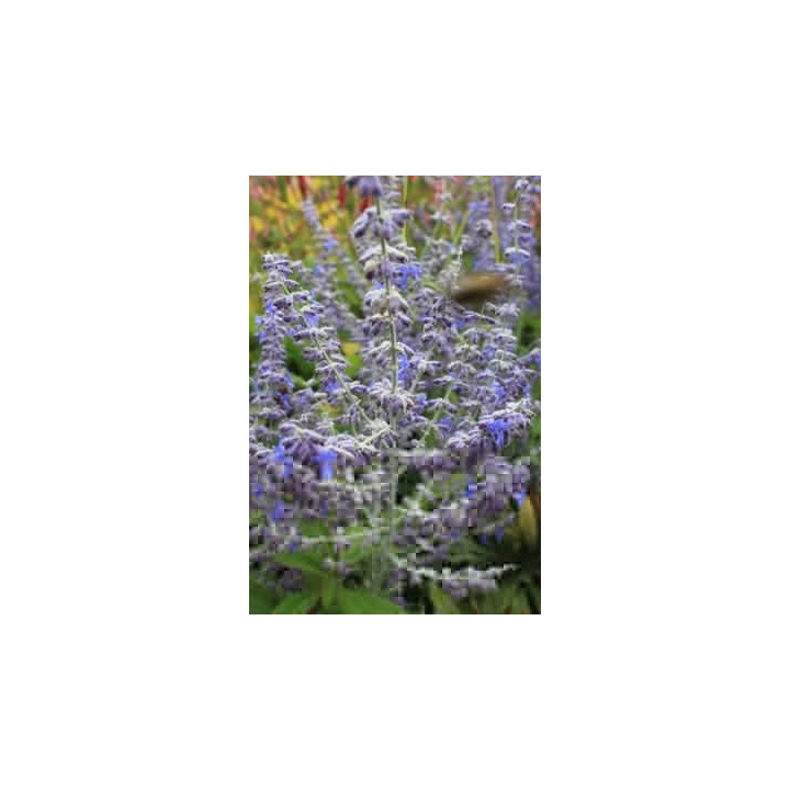 Perovskia atriplicifolia Blue Spire