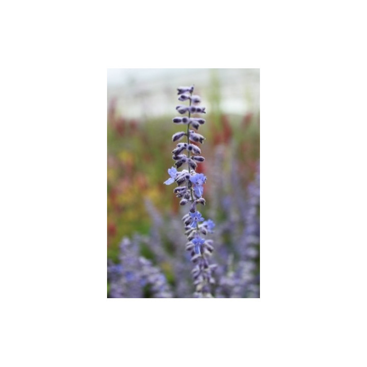 Perovskia atriplicifolia Blue Spire