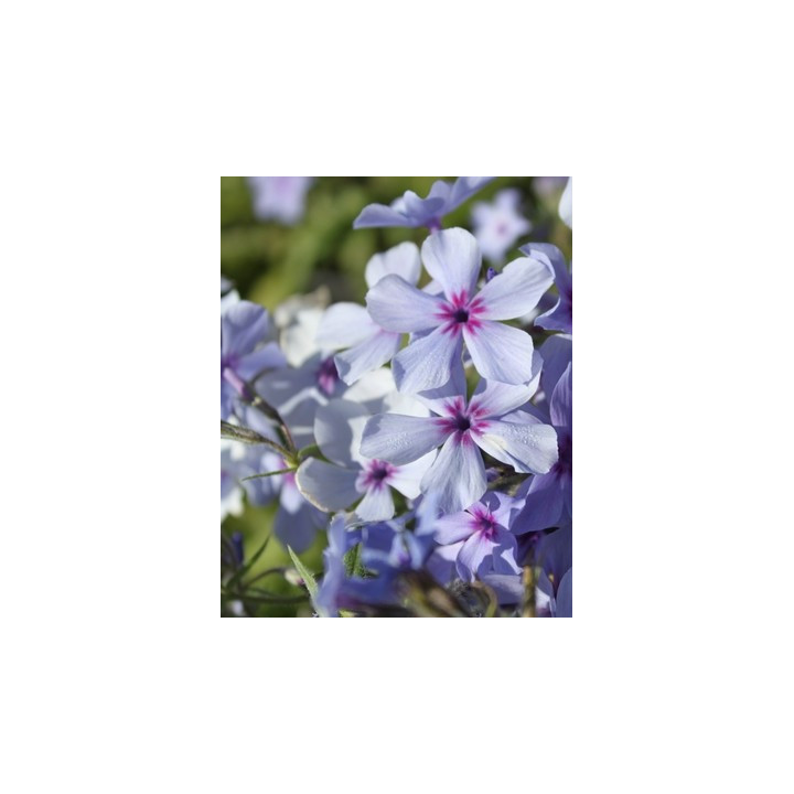 Phlox divaricata Chattahoochee