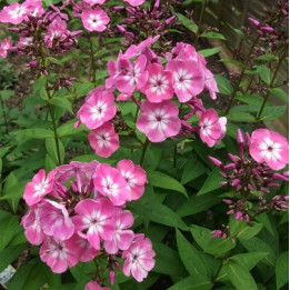 Phlox paniculata Pink Eye Flame