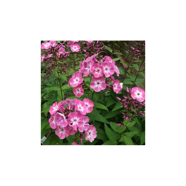 Phlox paniculata Pink Eye Flame