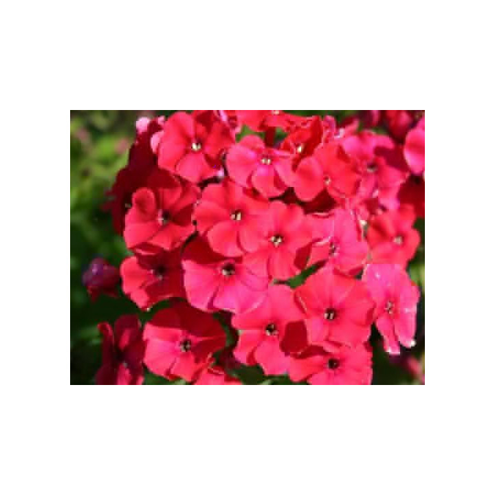 Phlox paniculata Red Riding Hood