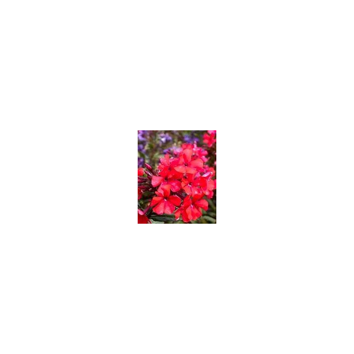 Phlox paniculata Starfire