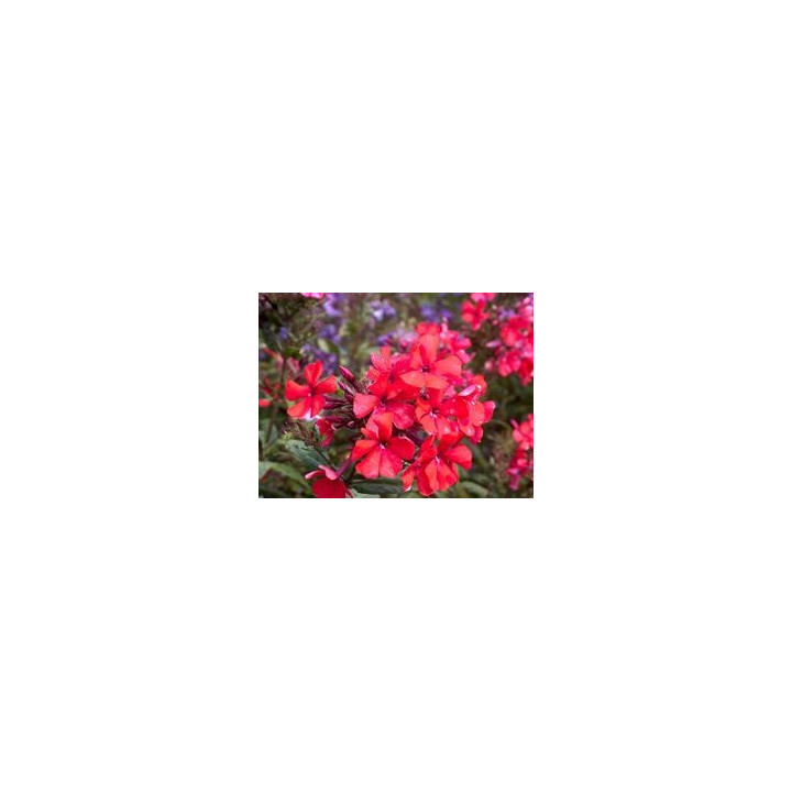 Phlox paniculata Starfire