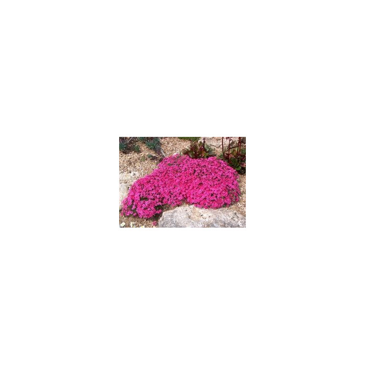 Phlox subulata Scarlet Flame