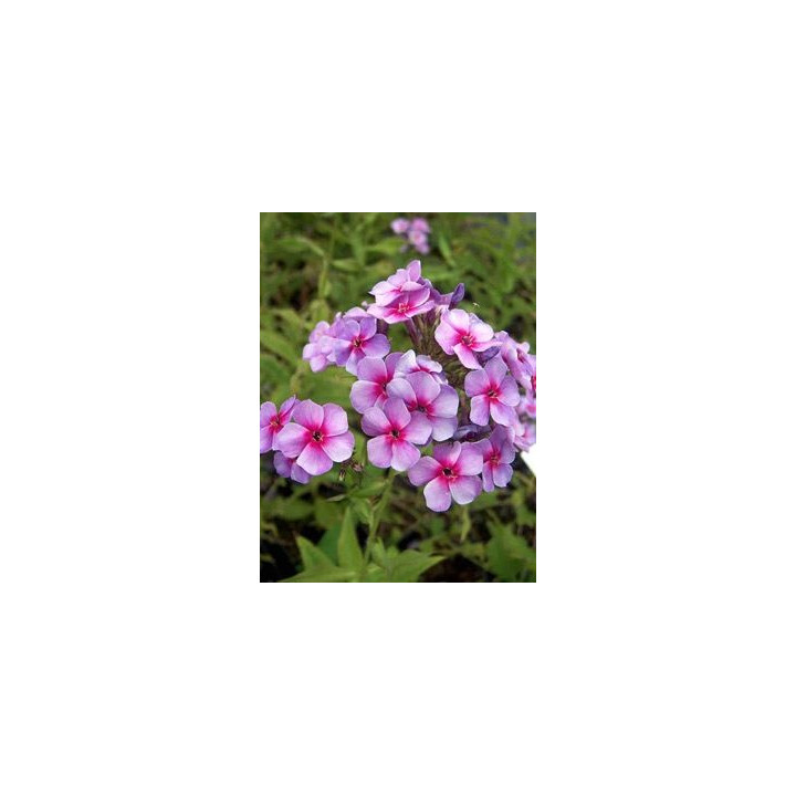 Phlox paniculata Swirly Burly