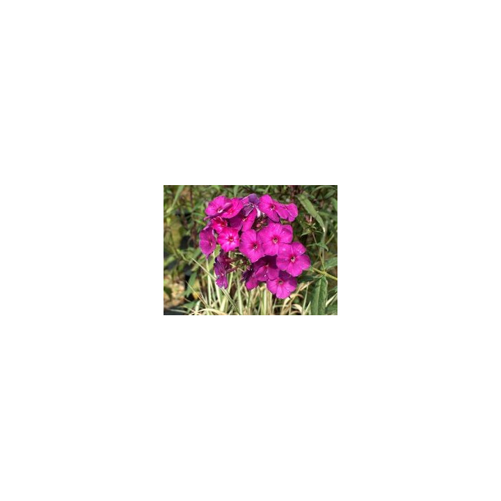 Phlox paniculata The King