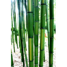 Bambou Phyllostachys bambusoides Castillonis inversa