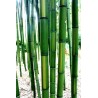 Bambou Phyllostachys bambusoides Castillonis inversa