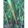 Bambou Phyllostachys nigra Boryana