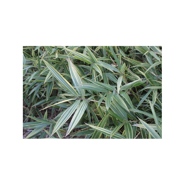 Bambou Phyllosasa tranquillans Shiroshima