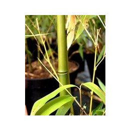 Bambou - Phyllostachys angusta