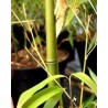 Bambou - Phyllostachys angusta