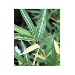 Bambou - Phyllostachys aurea Albovariegata