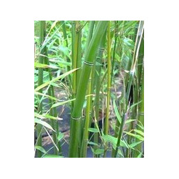 Bambou - Phyllostachys aureosulcata